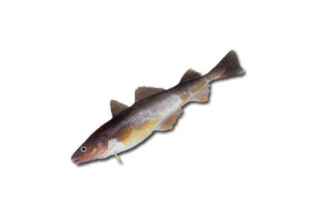 Все о рыбе Навага: семейство, особенности и питание